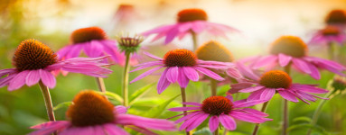 Echinacea (Echinacea purpurea)